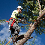 The Great Impact of Tree Trimming, Pruning, & Cutting for a Vibrant 2024