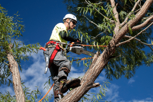 Read more about the article The Great Impact of Tree Trimming, Pruning, & Cutting for a Vibrant 2024